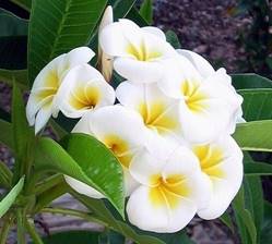 PLUMERIA RUBRA ACUTIFOLIA (TONDA PALERMITANA)