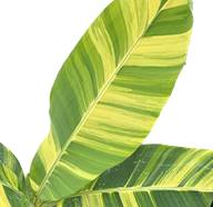 MUSA ACUMINATA PAPUA VARIEGATA (MUSA PAPUA YELLOW LEAVES)