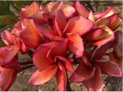 PLUMERIA RUBRA VESUVIUS