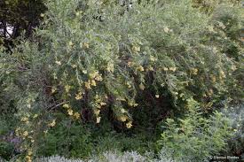 FREYLINIA LANCEOLATA (AGRIFOGLIO DI SINGAPORE)