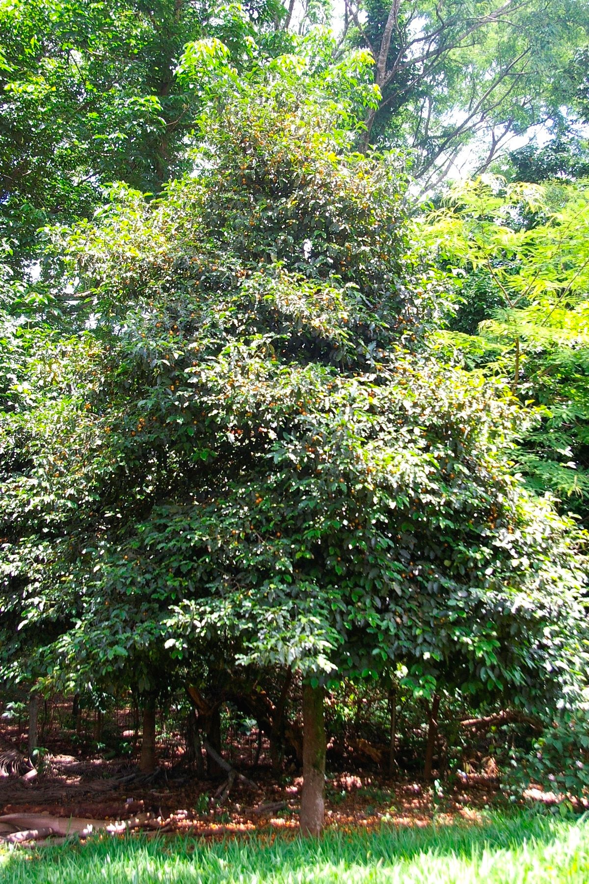 GARCINIA GARDNERIANA (BACUPARI)