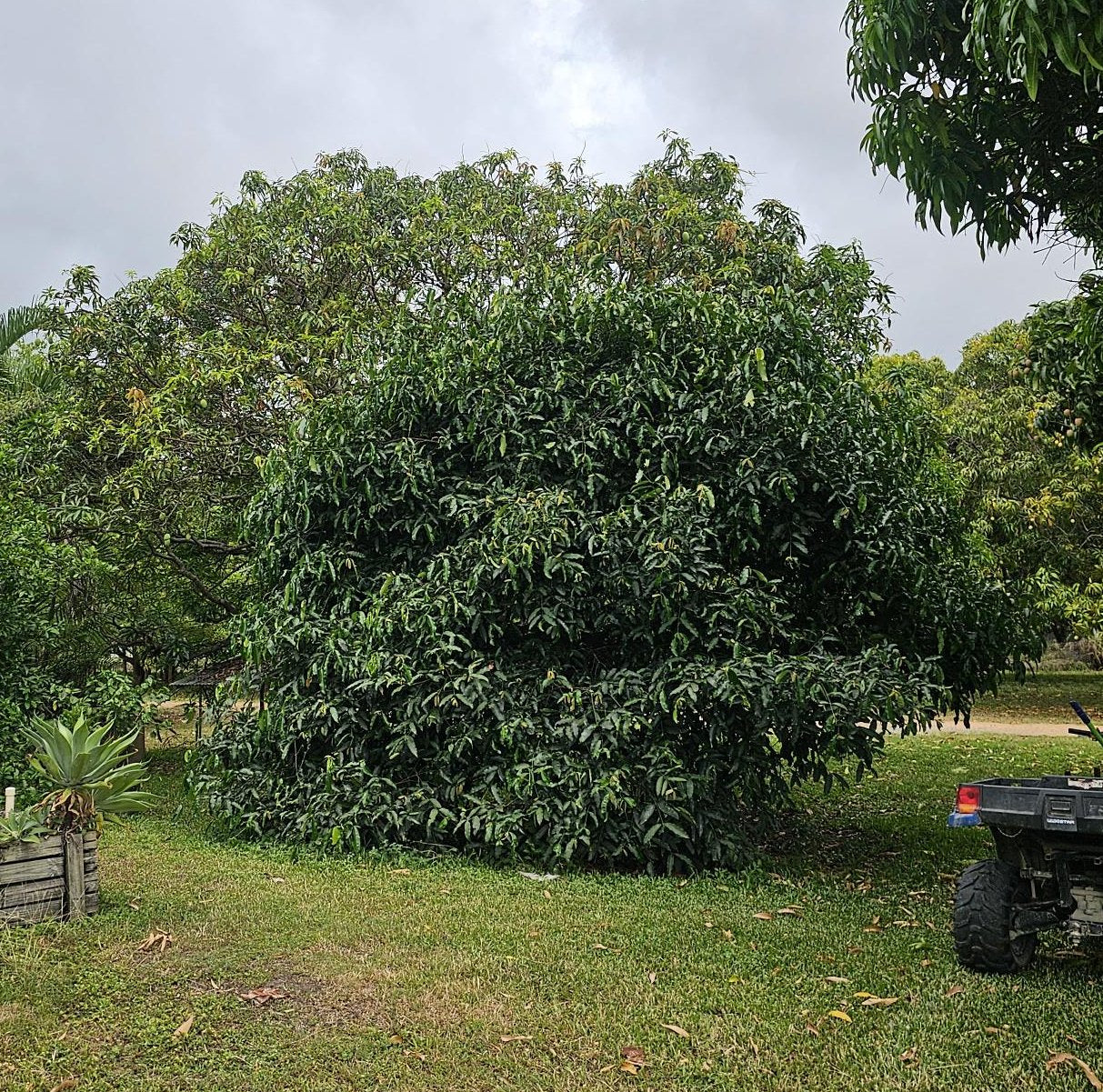 GARCINIA HUMILIS (ACHACHAIRU)
