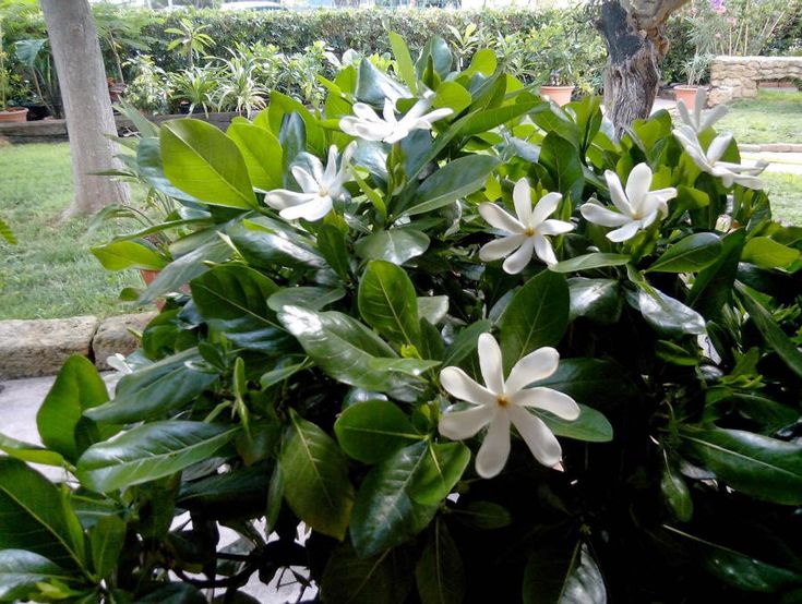GARDENIA TAHITENSIS (TIARE')