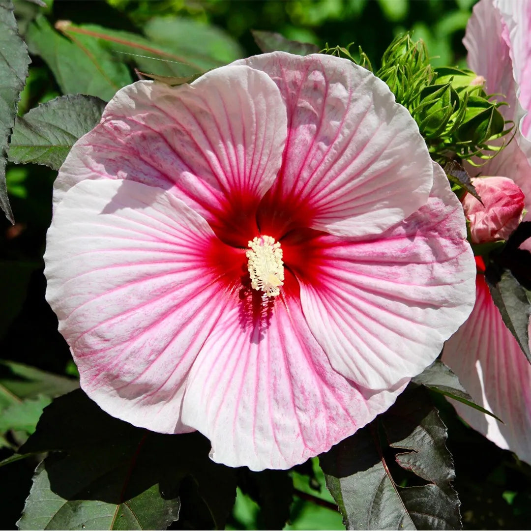 HIBISCUS MOSCHEUTOS BIANCO ROSA (IBISCO GIGANTE)