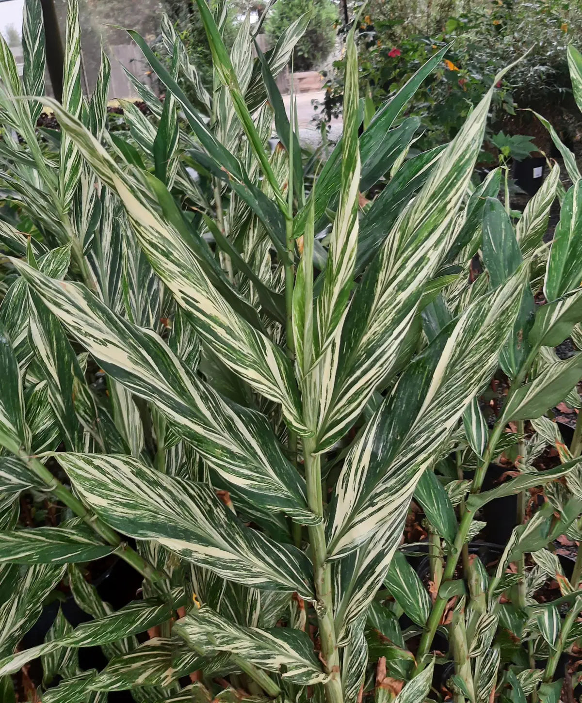 HEDYCHIUM DR MOY VARIEGATO