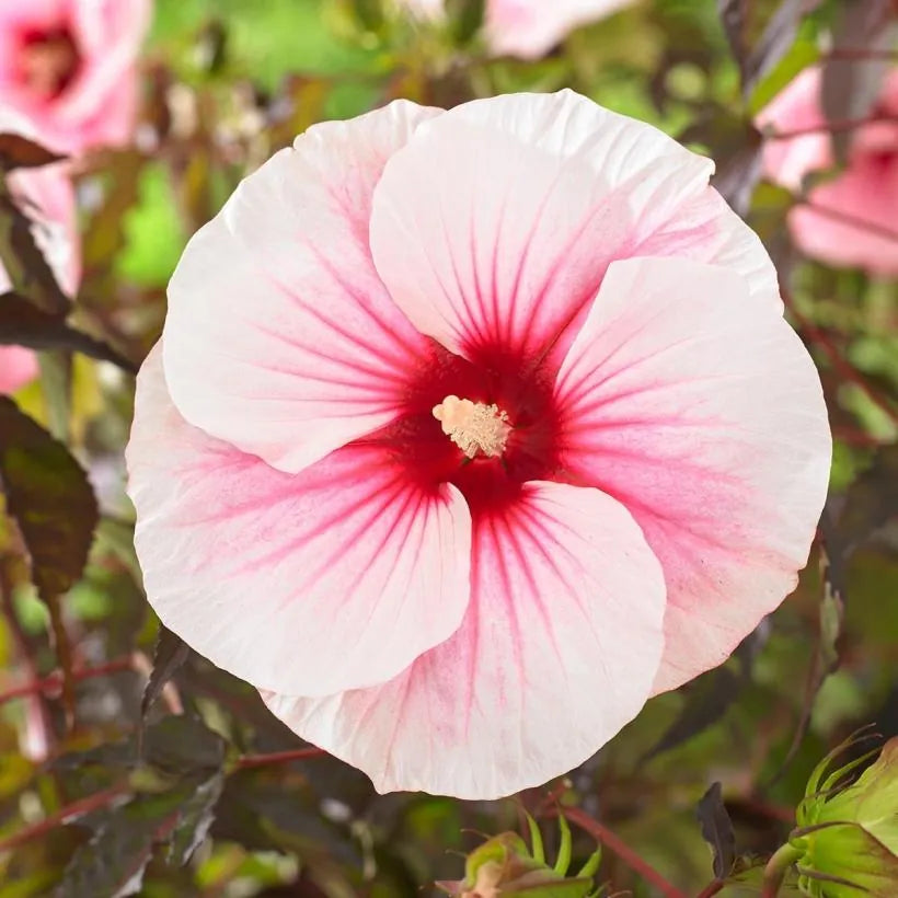 HIBISCUS MOSCHEUTOS "CAROUSEL PINK CANDY" (IBISCO GIGANTE)