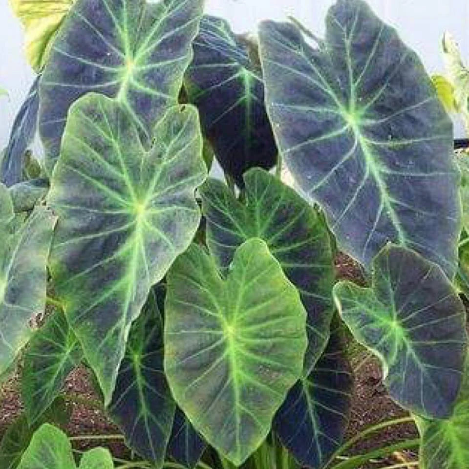 COLOCASIA ESCULENTA "ILLUSTRIS"