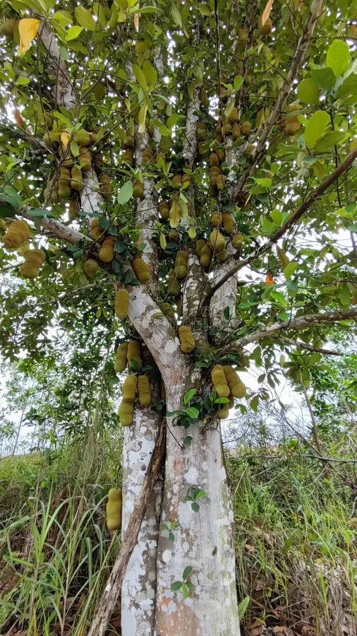 ARTOCARPUS INTEGER (CHEMPEDAK)