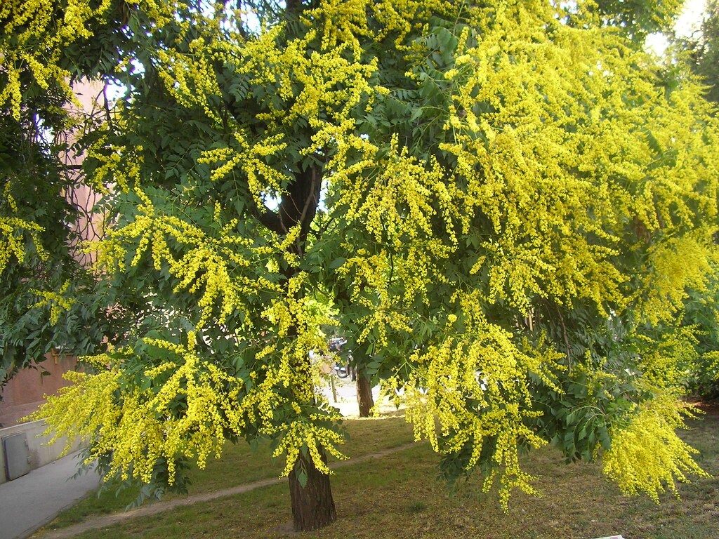 KOELREUTERIA PANICULATA (ALBERO DELLE LANTERNE CINESI)