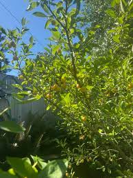 ARTOCARPUS HETEROPHYLLUS ORANGE FRUIT (JACKFRUIT)