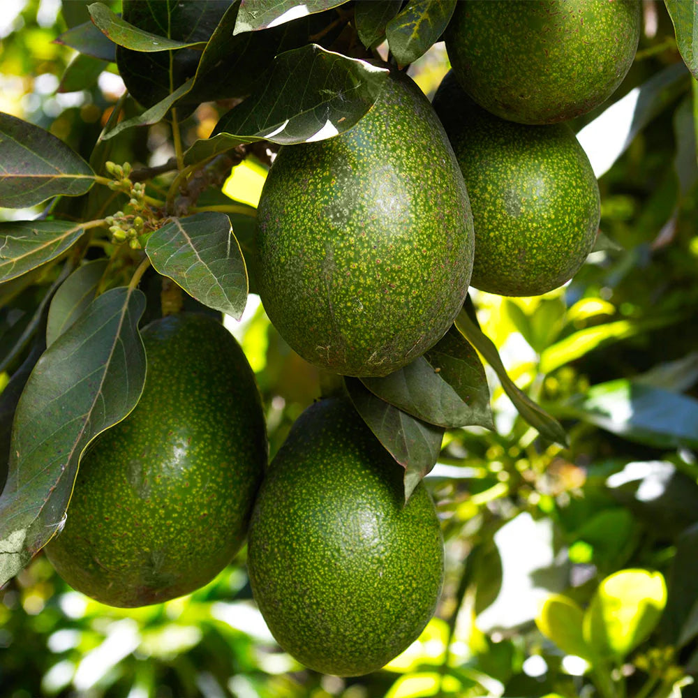 PERSEA AMERICANA VAR. LULA (AVOCADO) - GRUPPO A