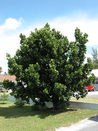 MAMMEA AMERICANA (MAMEY SANTO DOMINGO)