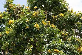 MARKHAMIA LUTEA (TULIPANO DEL NILO)