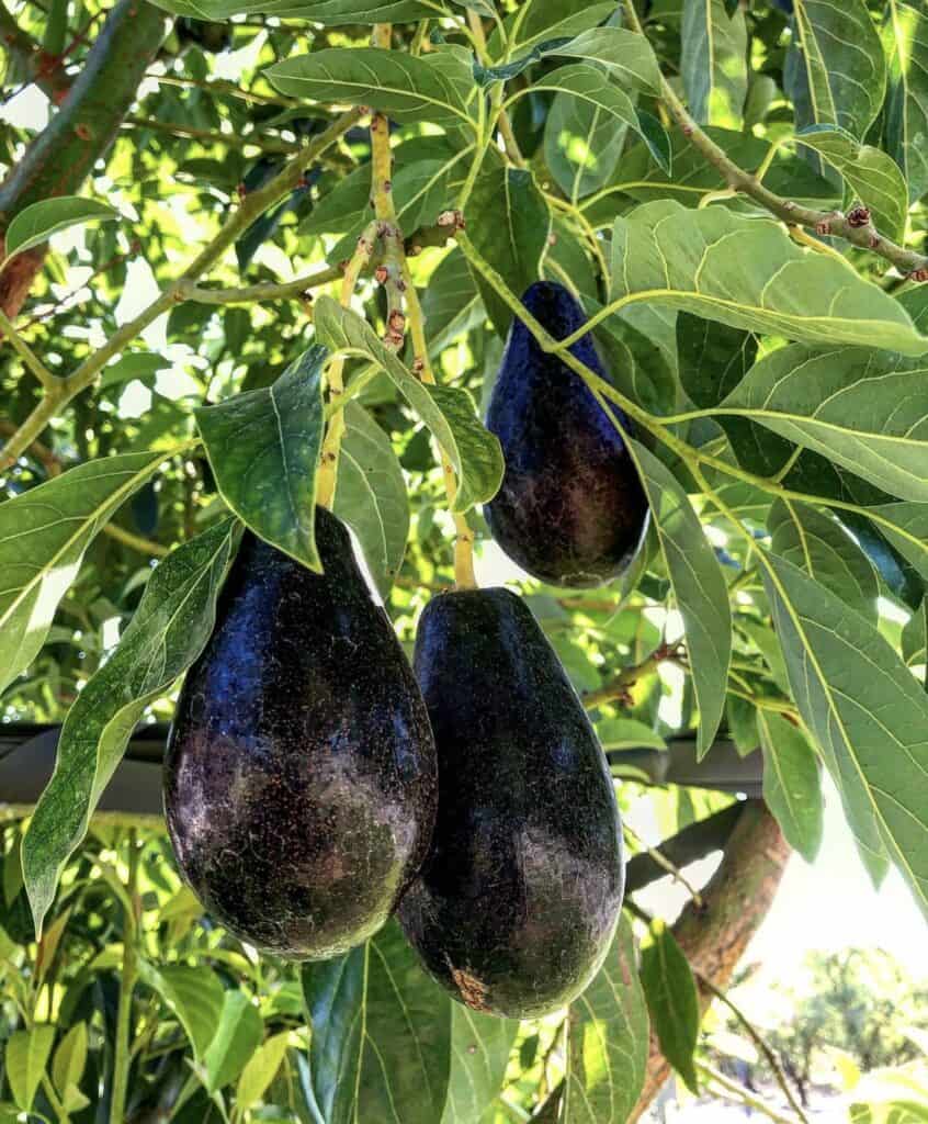 PERSEA AMERICANA VAR. MEXICOLA (AVOCADO) - GRUPPO A