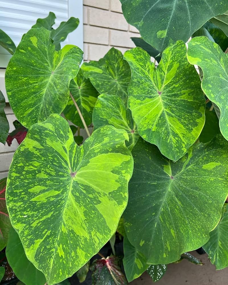 COLOCASIA ESCULENTA "MIDORI SOUR"