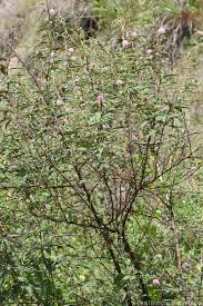 MIMOSA POLYCARPA VAR. SPEGAZZINI (MIMOSA SENSITIVA)