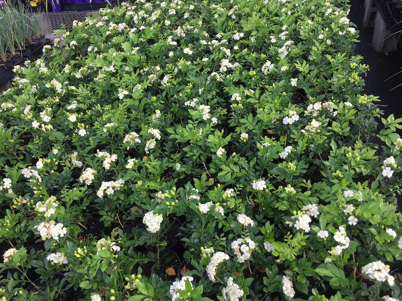 MURRAYA PANICULATA (GELSOMINO ARANCIONE)