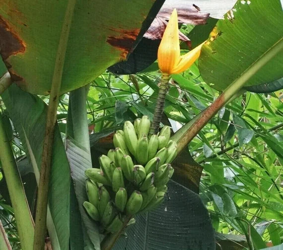 MUSA AURANTIACA (BANANO EDIBILE CON SEMI)