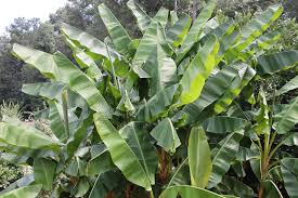MUSA ITINERANS XISHUANGBANNAENSIS "MEKONG GIANT" (BANANO ORNAMENTALE)