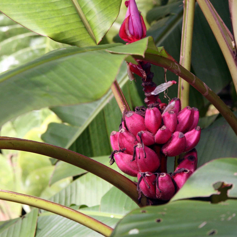 MUSA ORNATA (BANANO ORNAMENTALE)