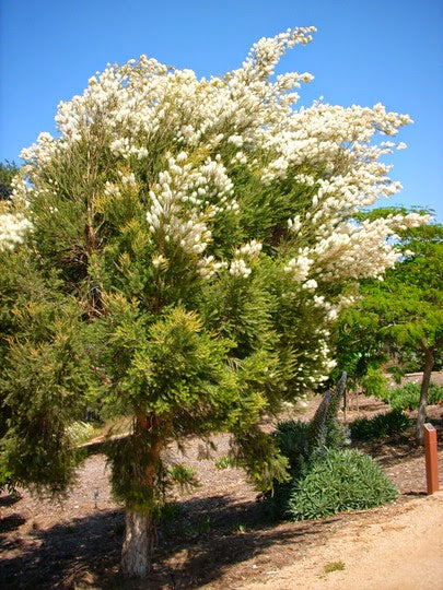 MELALEUCA ALTERNIFOLIA (TEA TREE)