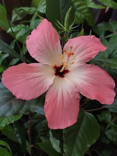 HIBISCUS COOPERI "NASILAI PINK"