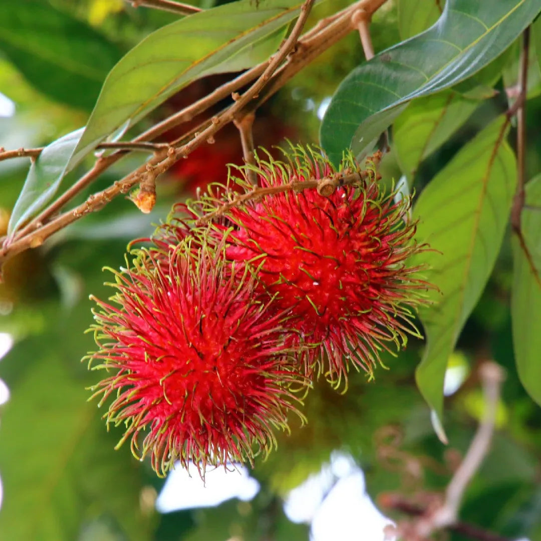 NEPHELIUM LAPPACEUM (RAMBUTAN)