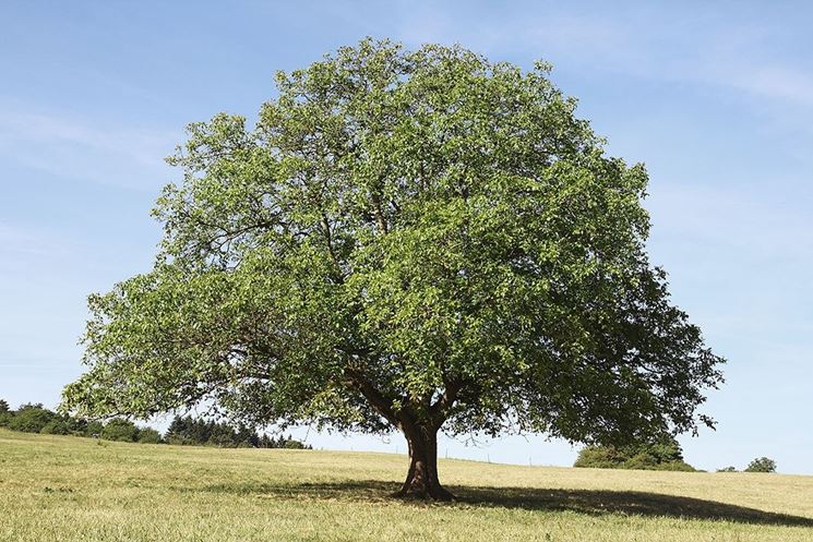 JUGLANS NIGRA (NOCE NERO)