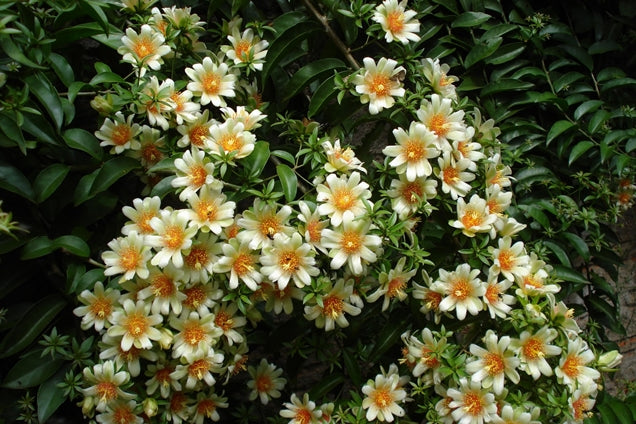 PERESKIA ACULEATA (PERESKIA)