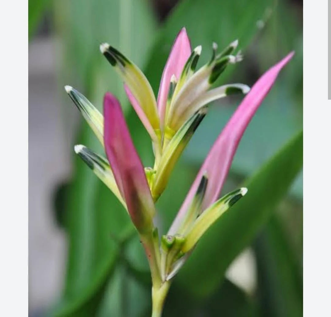 HELICONIA PSITTACORUM "PINK BLUSH"