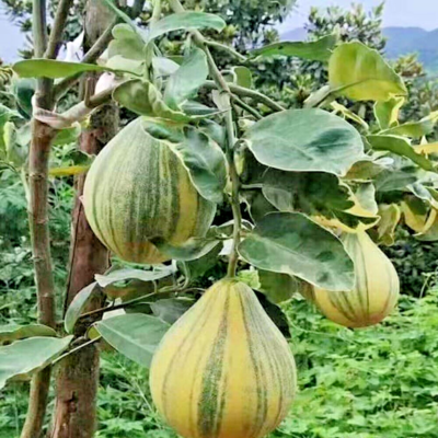 CITRUS MAXIMA VARIEGATO (POMELO)