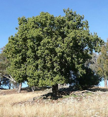 CEIBA SPECIOSA (CHORISIA - BOTTLE TREE)