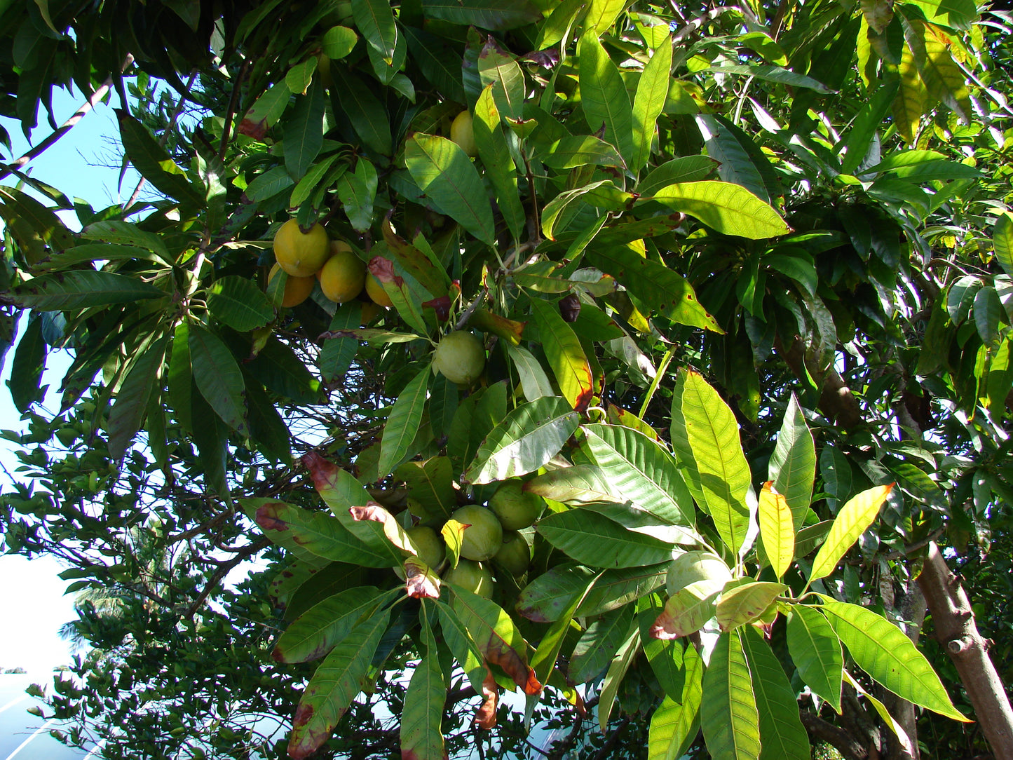 POUTERIA VIRIDIS (ZAPOTE VERDE)