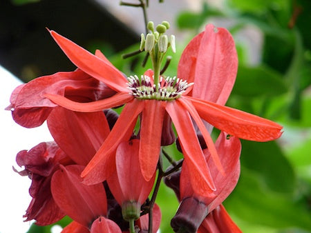 PASSIFLORA RACEMOSA (PASSIFLORA ROSSA)