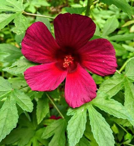 HIBISCUS SABDARIFFA RADIATA (MONARC ROSEMALLOW)
