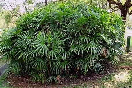 RHAPIS EXCELSA