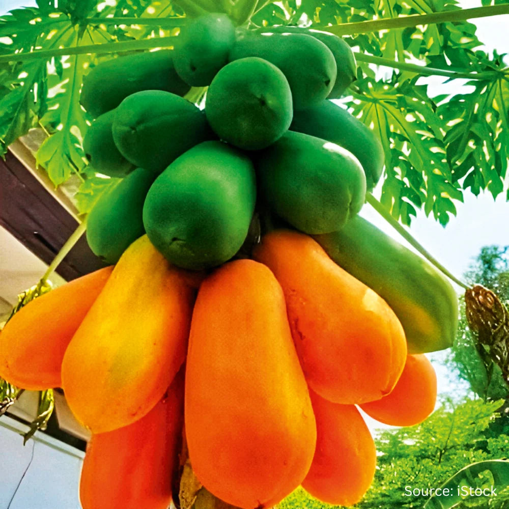 CARICA PAPAYA VAR. RED LADY (PAPAYA)