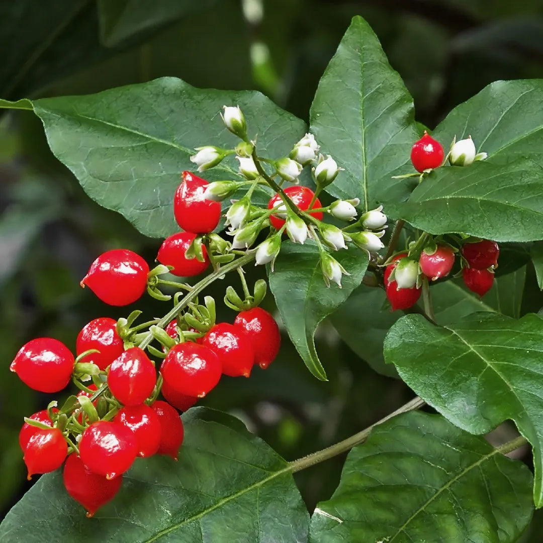 RIVINA HUMILIS (BLOODBERRY - PIGEONBERRY)