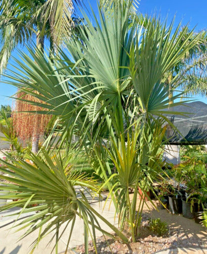 SABAL MAURITIIFORMIS (PALMA DELLA SAVANA)