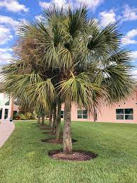 SABAL PALMETTO (PALMA DA CAVOLO)