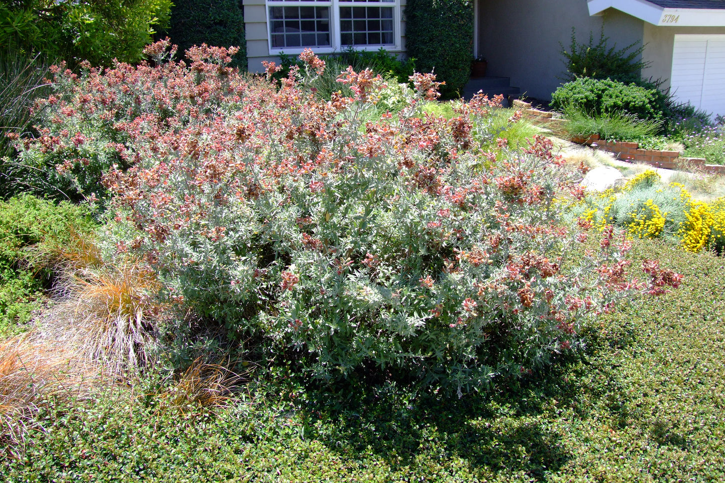 MURRAYA KOENIGII (CURRY TREE)