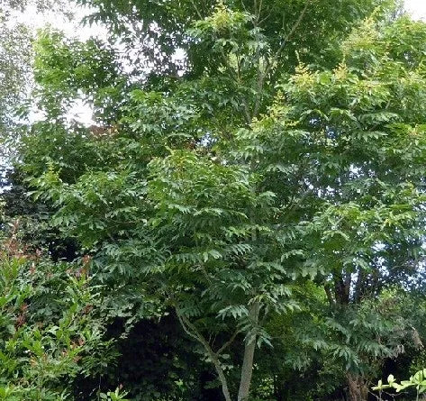SAPINDUS MUKOROSSI (ALBERO DEL SAPONE)