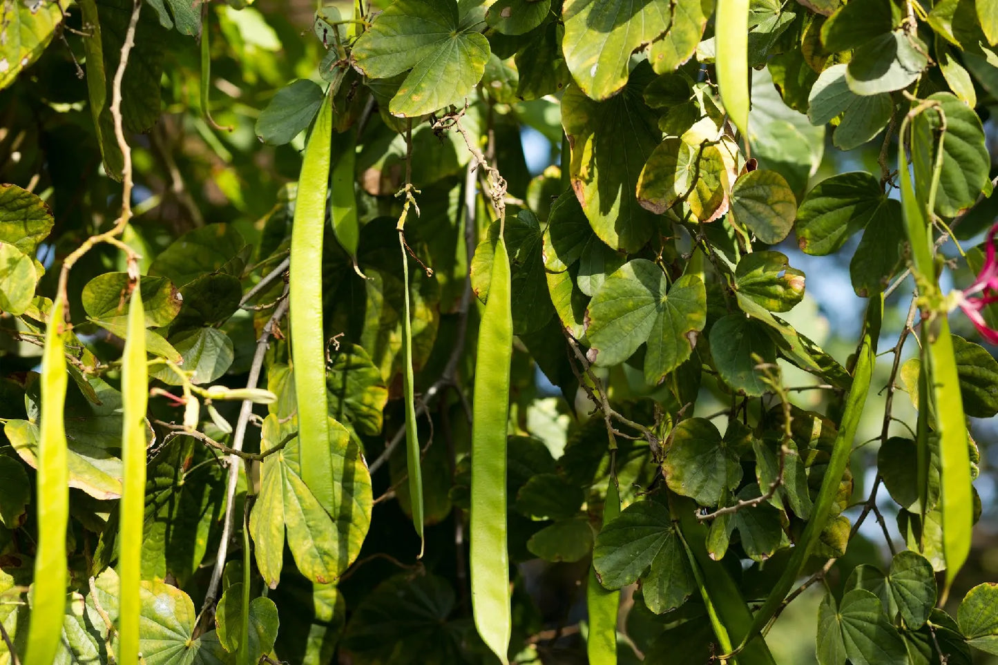 PARKIA SPECIOSA (FAGIOLO SATOR)