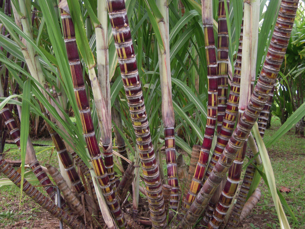 SACCHARUM OFFICINARUM "PURPLE RIBBON" (CANNA DA ZUCCHERO VIOLA)