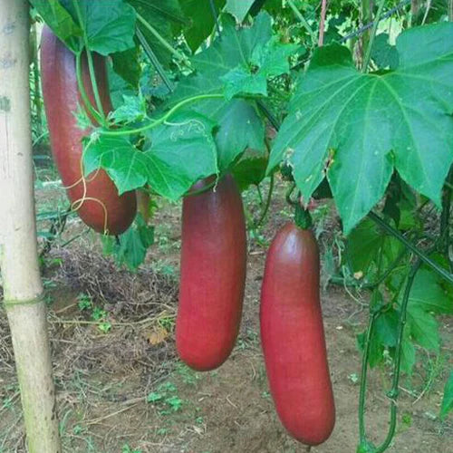 SICANA ODORIFERA (CASSABANANA)