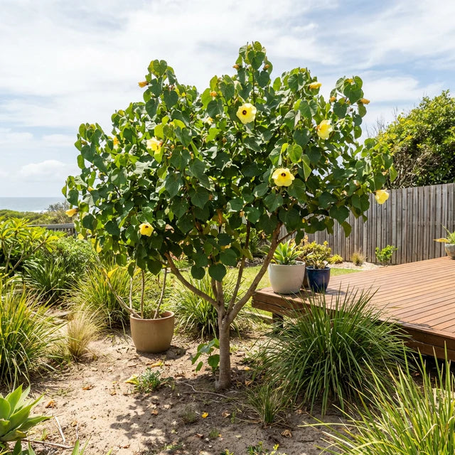 HIBISCUS TILIACEUS (IBISCO DI MARE)