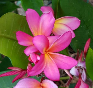 PLUMERIA TROPIC GLOW