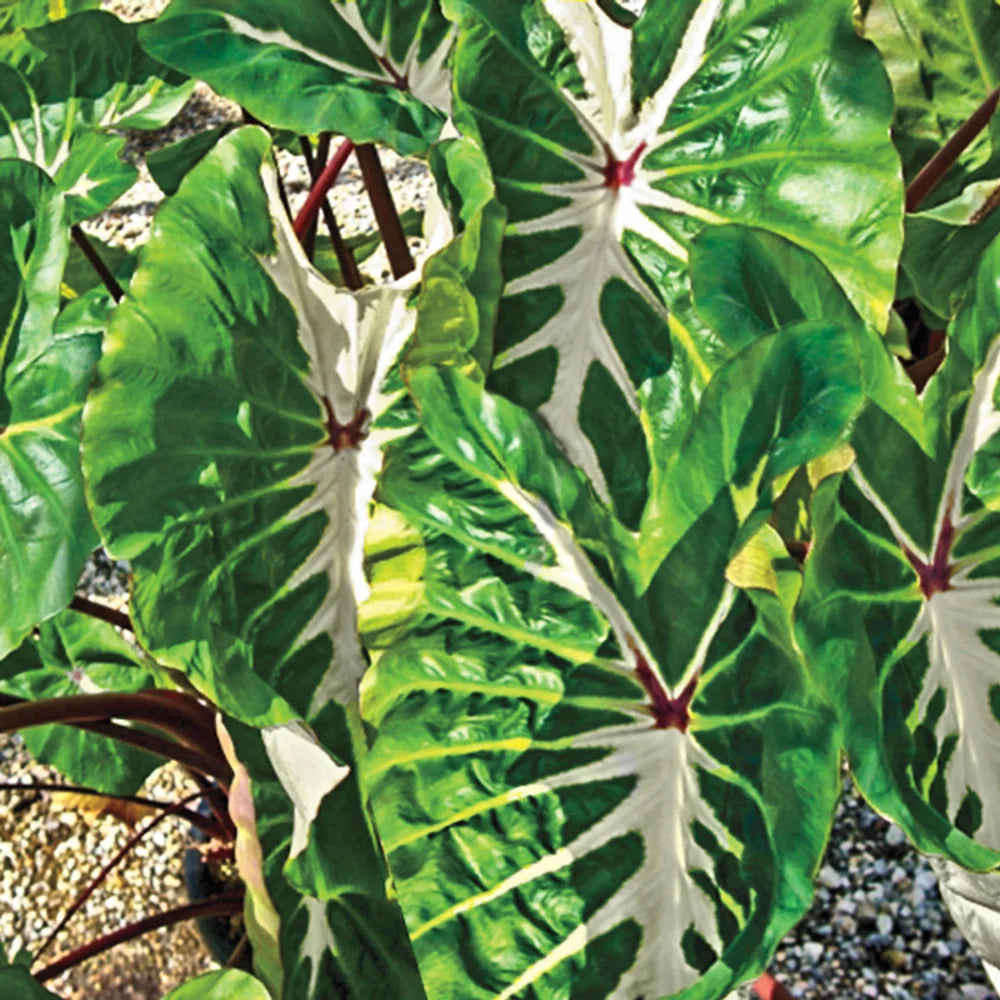 COLOCASIA ESCULENTA "WHITE LAVA"