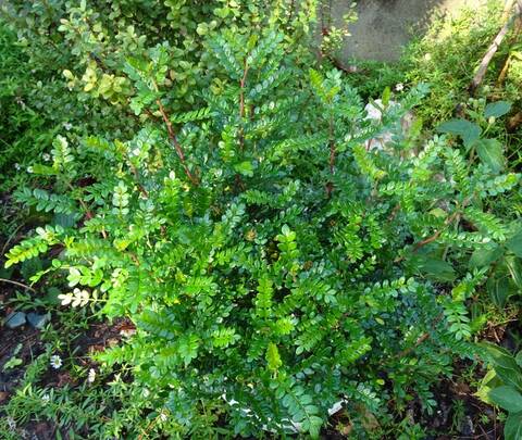 ZANTHOXYLUM BEECHEYANUM (ALBERO DEL PEPE GIAPPONESE)