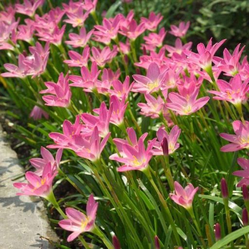 ZEPHYRANTHES ROSEA (GIGLIO DELLA PALUDE)